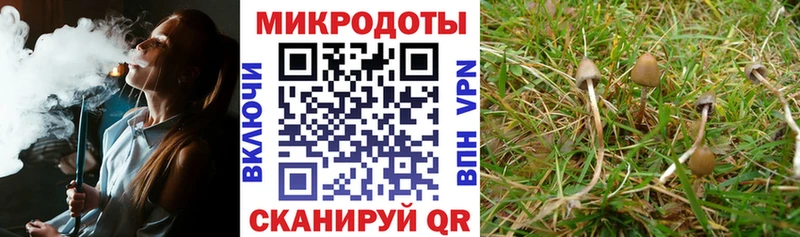 Псилоцибиновые грибы Psilocybine cubensis  Звенигово 